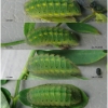 pol bellargus larva5 volg2